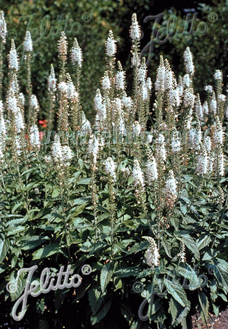 Veronica spicata 'Alba', thktdyke